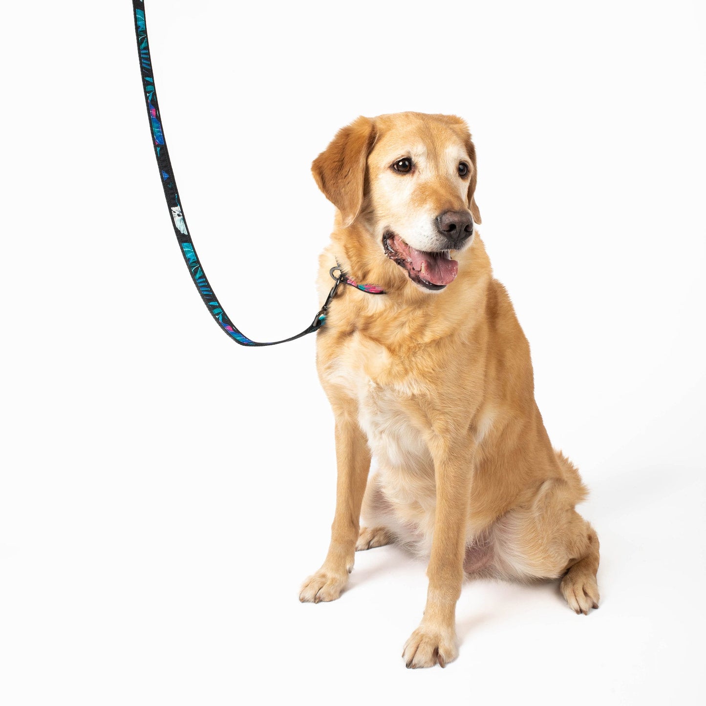 Fetch Pet Collar and Leash Set